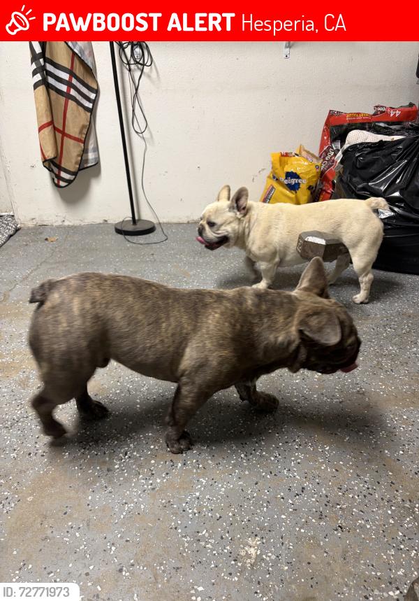 Lost Male Dog last seen Olive street apmts, Hesperia, CA 92340