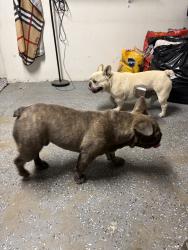 Lost Male Dog last seen Olive street apmts, Hesperia, CA 92340
