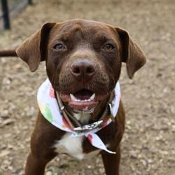 Shelter Stray Male Dog last seen BIRCH VALLEY, San Antonio, TX 78227