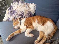 Lost Male Cat last seen Friars and Rancho mission Rd , San Diego, CA 92108