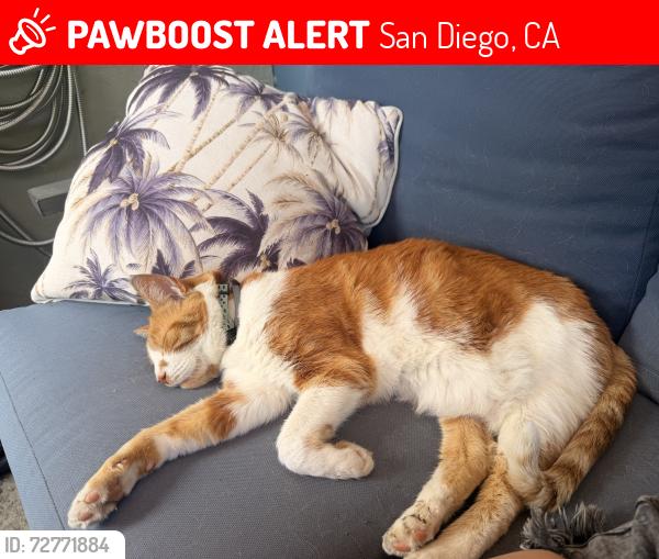 Lost Male Cat last seen Friars and Rancho mission Rd , San Diego, CA 92108
