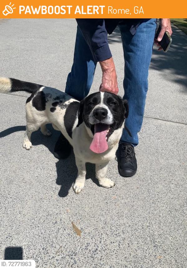 Found/Stray Male Dog last seen South Cloudview Rd, Rome, GA 30161