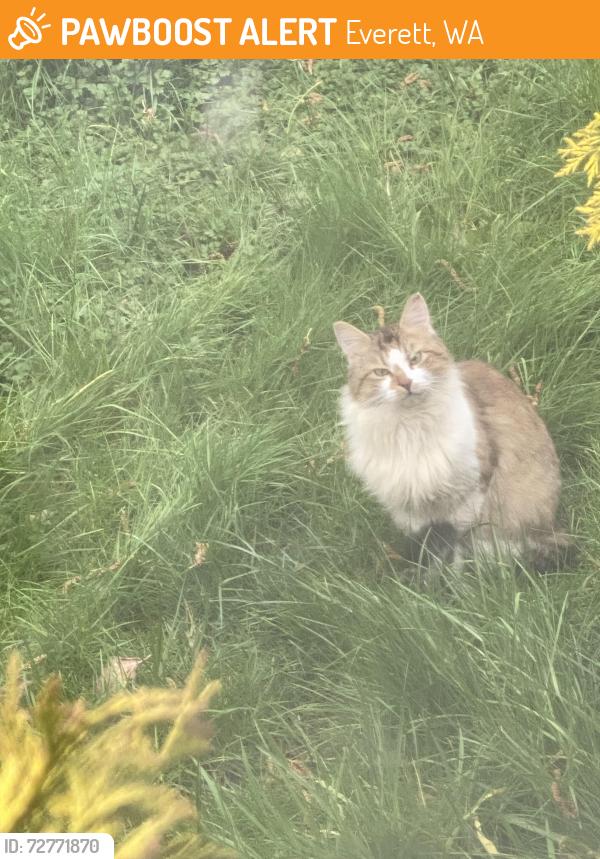 Found/Stray Unknown Cat last seen Near post office, Everett, WA 98203