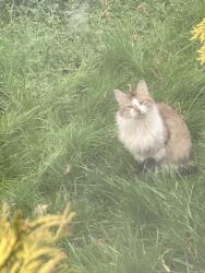 Found/Stray Unknown Cat last seen Near post office, Everett, WA 98203