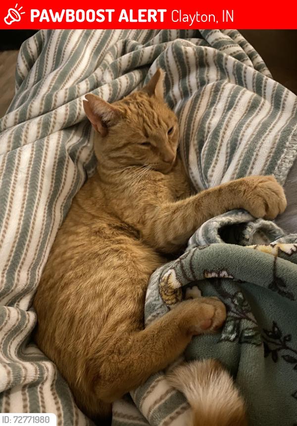 Lost Male Cat last seen TDS building in Clayton , Clayton, IN 46118
