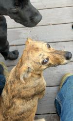 Lost Female Dog last seen Near W ridgeway rd , Fountain Inn, SC 29644
