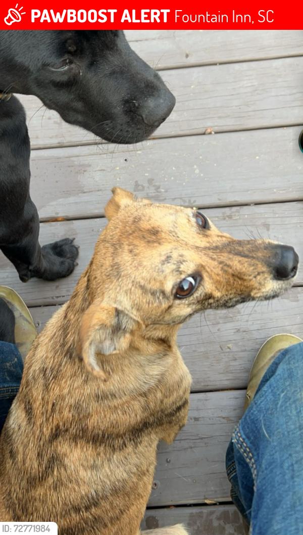 Lost Female Dog last seen Near W ridgeway rd , Fountain Inn, SC 29644