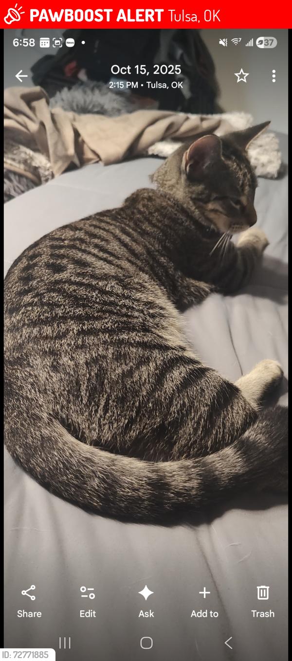 Lost Female Cat last seen 71st and Yale Minshall Park area west side , Tulsa, OK 74136