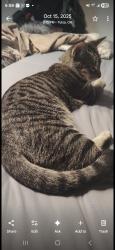 Lost Female Cat last seen 71st and Yale Minshall Park area west side , Tulsa, OK 74136