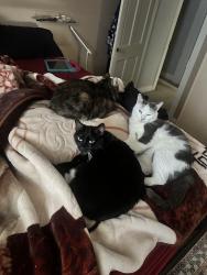 Lost Male Cat last seen Hanover street, Elizabethtown, PA 17022