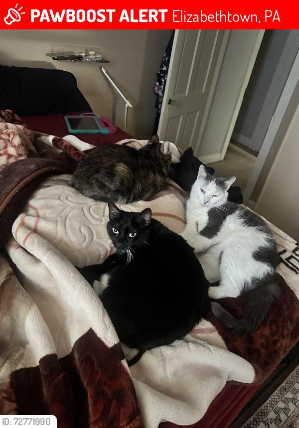 Lost Male Cat last seen Hanover street, Elizabethtown, PA 17022
