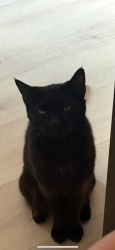 Lost Female Cat last seen Makakilo, Kapolei, HI 96707
