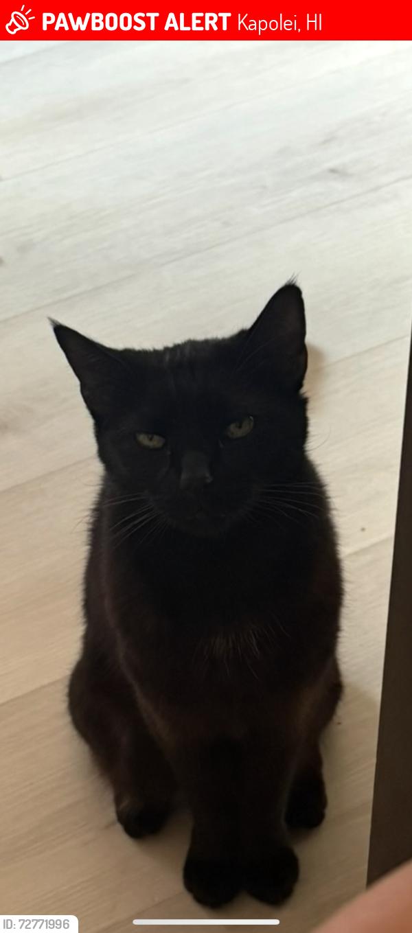 Lost Female Cat last seen Makakilo, Kapolei, HI 96707