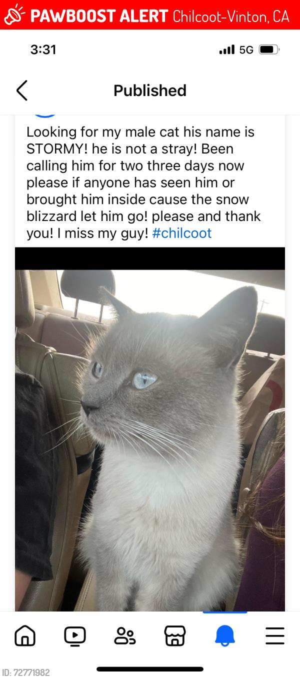 Lost Male Cat last seen Hillside, Chilcoot-Vinton, CA 96105