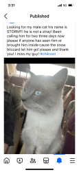 Lost Male Cat last seen Hillside, Chilcoot-Vinton, CA 96105