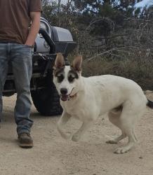 Lost Male Dog last seen Near Mojave Road, Las Vegas, NV 89104