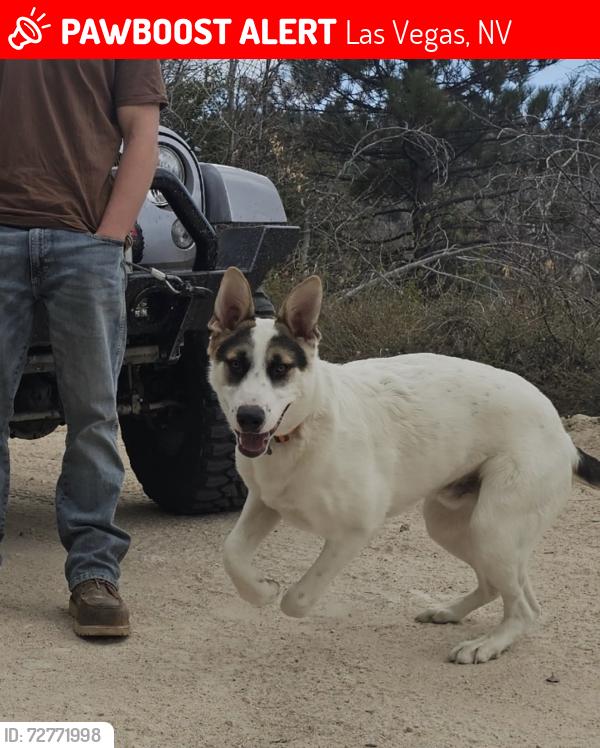 Lost Male Dog last seen Near Mojave Road, Las Vegas, NV 89104