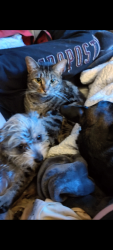 Lost Female Cat last seen Near Litton ST SE TRLR 4 valdese North Carolina , Valdese, NC 28690
