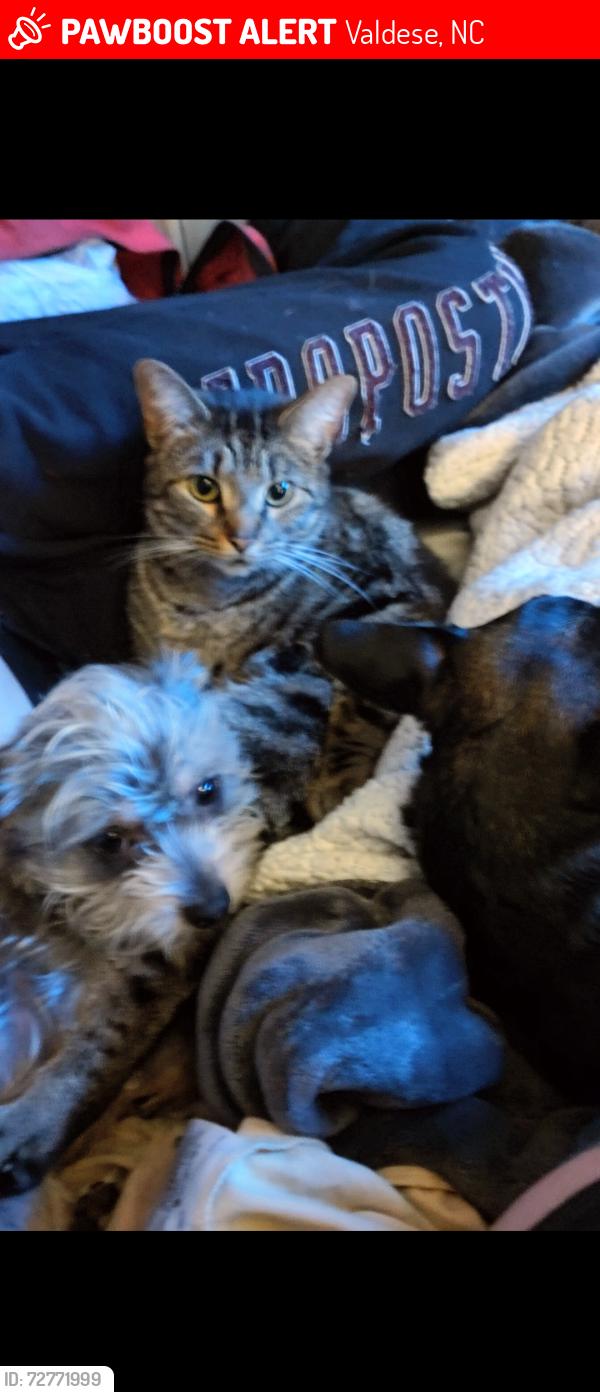 Lost Female Cat last seen Near Litton ST SE TRLR 4 valdese North Carolina , Valdese, NC 28690