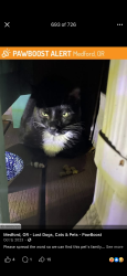 Lost Male Cat last seen Park , Medford, OR 97504