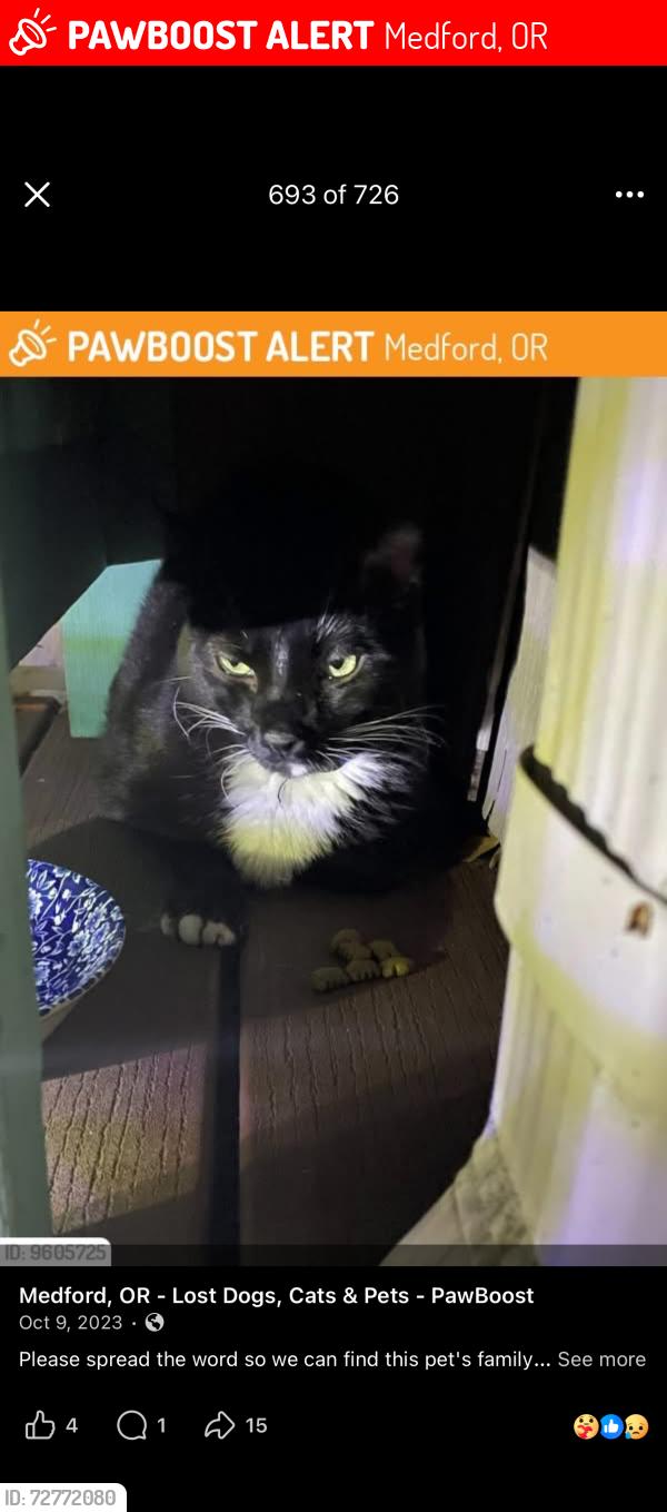 Lost Male Cat last seen Park , Medford, OR 97504