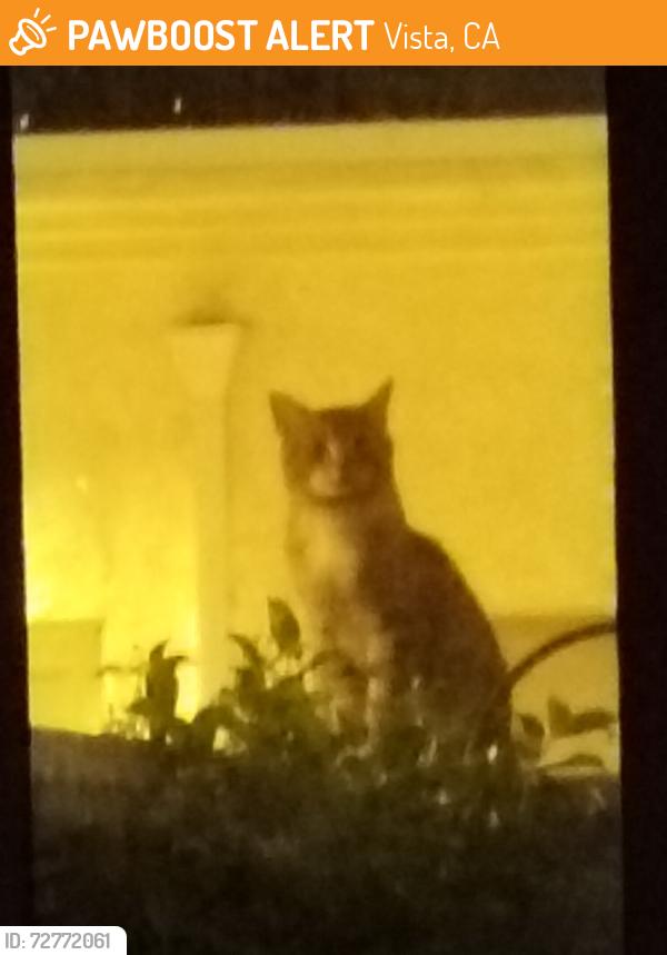 Found/Stray Unknown Cat last seen Near Breeze Hill Road, Vista, CA 92081
