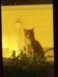Found/Stray Unknown Cat last seen Near Breeze Hill Road, Vista, CA 92081