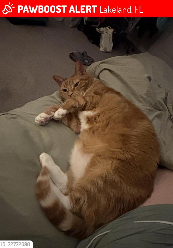 Lost Female Cat last seen Riverstone Community off Ewell Rd in Lakeland, Lakeland, FL 33811