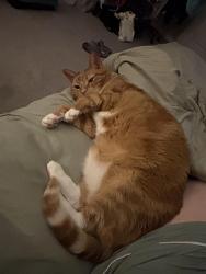Lost Female Cat last seen Riverstone Community off Ewell Rd in Lakeland, Lakeland, FL 33811