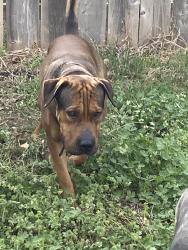 Found/Stray Male Dog last seen St. Francis School, Wichita, KS 67212