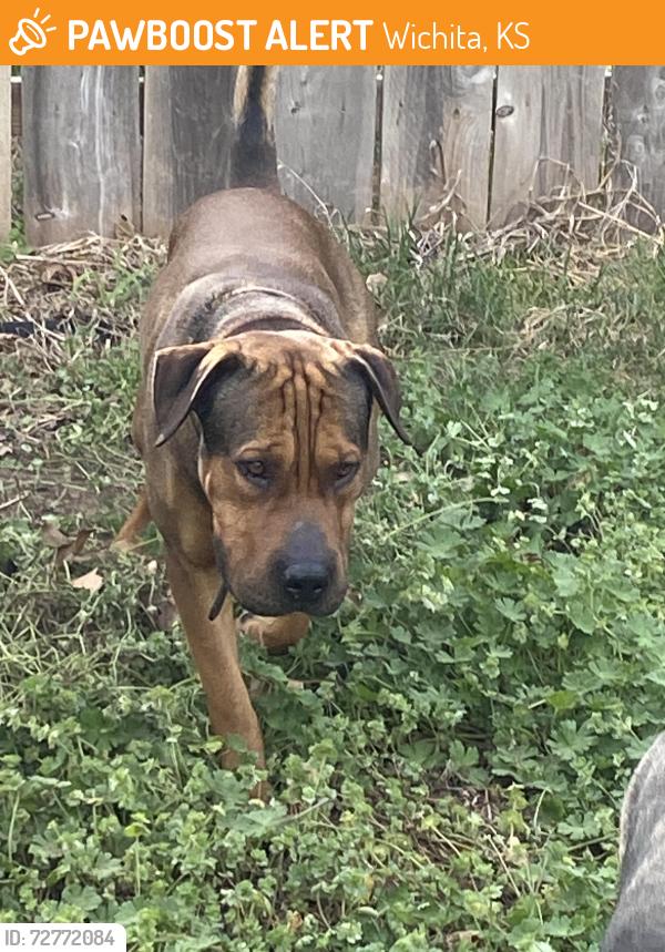 Found/Stray Male Dog last seen St. Francis School, Wichita, KS 67212