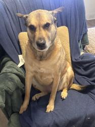 Lost Female Dog last seen Corner of East Main Street and Maple, Durham, NC 27701
