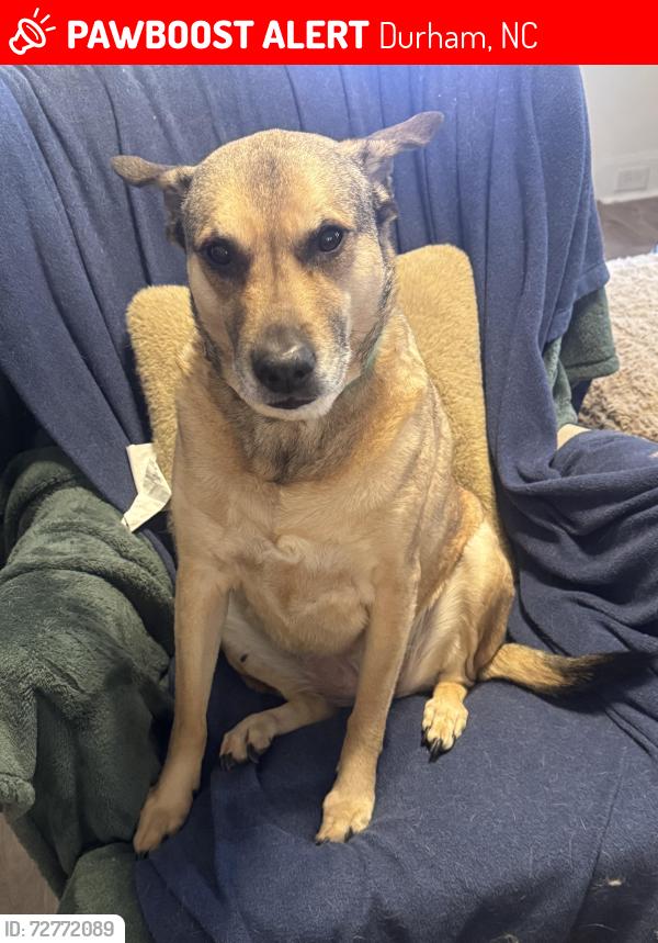 Lost Female Dog last seen Corner of East Main Street and Maple, Durham, NC 27701