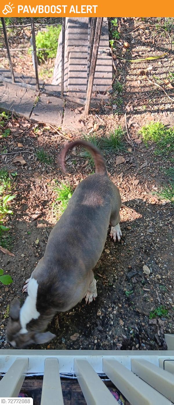 Found/Stray Female Dog last seen Palmer and Potomac Heights dr, Fort Washington, MD 20744