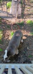 Found/Stray Female Dog last seen Palmer and Potomac Heights dr, Fort Washington, MD 20744