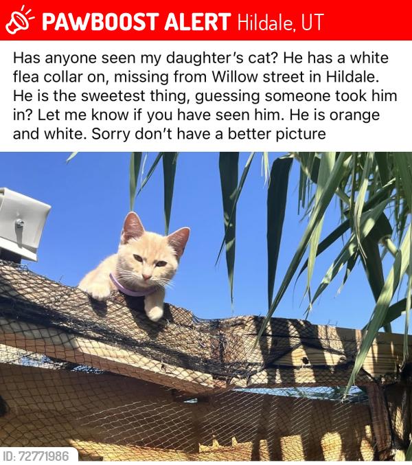 Lost Male Cat last seen hildale utah , Hildale, UT 84784