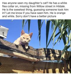 Lost Male Cat last seen hildale utah , Hildale, UT 84784