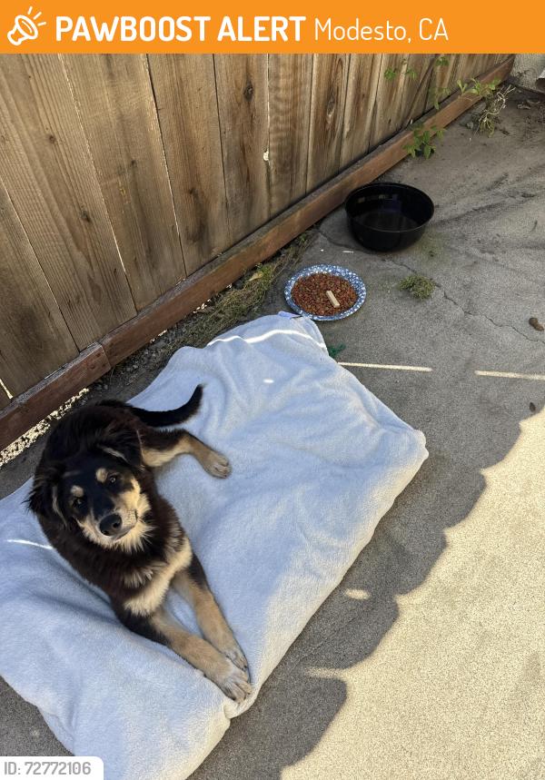 Found/Stray Male Dog last seen Panama Ave and houser Ave Modesto ca , Modesto, CA 95351