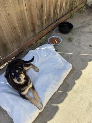 Found/Stray Male Dog last seen Panama Ave and houser Ave Modesto ca , Modesto, CA 95351