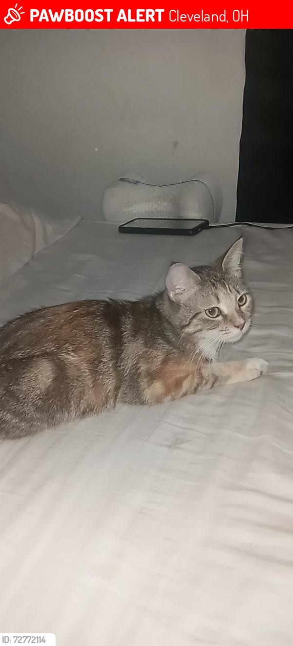 Lost Female Cat last seen Fulton , Cleveland, OH 44109