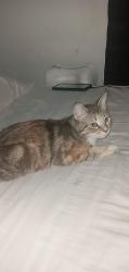Lost Female Cat last seen Fulton , Cleveland, OH 44109