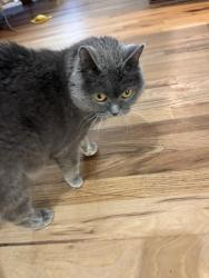 Lost Female Cat last seen Near apple creek circle , Nampa, ID 83687