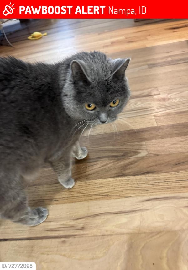 Lost Female Cat last seen Near apple creek circle , Nampa, ID 83687