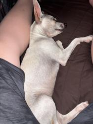 Lost Female Dog last seen Jones and mallard around the McDonalds and garside jr high , Las Vegas, NV 89107