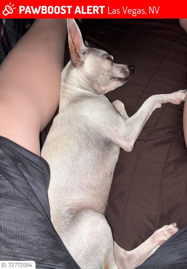 Lost Female Dog last seen Jones and mallard around the McDonalds and garside jr high , Las Vegas, NV 89107