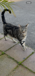 Lost Male Cat last seen Near west olive, Fresno, CA 93728