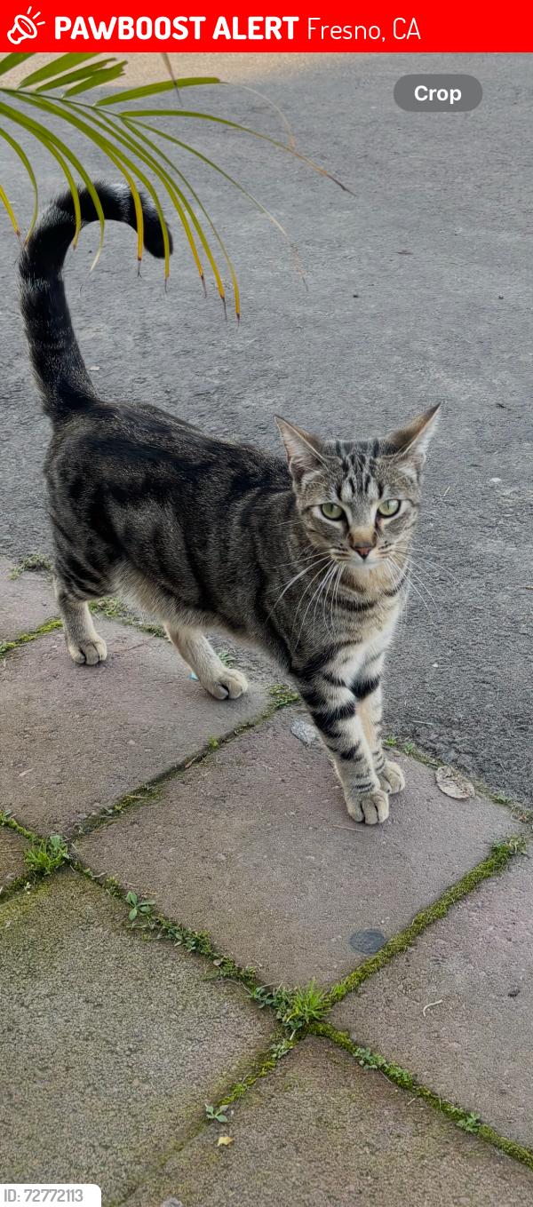 Lost Male Cat last seen Near west olive, Fresno, CA 93728