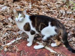 Found/Stray Unknown Cat last seen West Riverside Dr. Tequesta , Jupiter, FL 33469