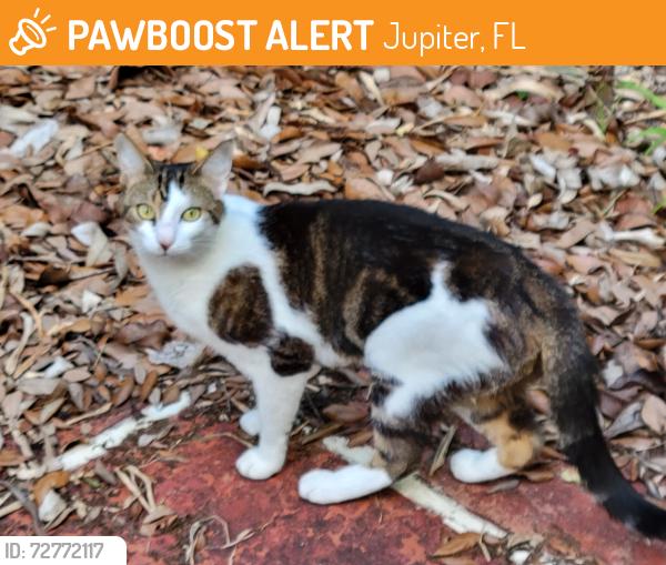 Found/Stray Unknown Cat last seen West Riverside Dr. Tequesta , Jupiter, FL 33469