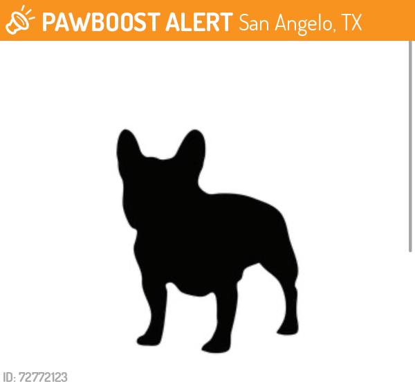Found/Stray Unknown Dog last seen By gallos bakery , San Angelo, TX 76903